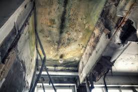 Best Environmental Consulting for Mold Prevention  in East Peoria, IL